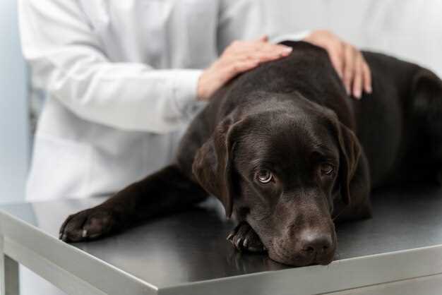 Metformin Toxicity in Dogs