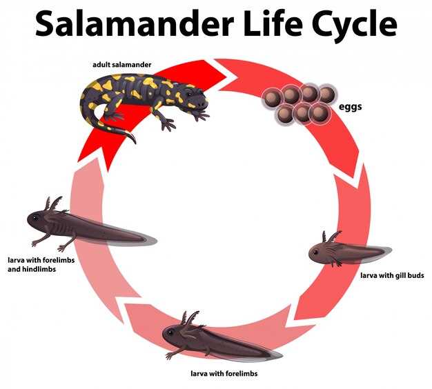 Clomid cycle with metformin