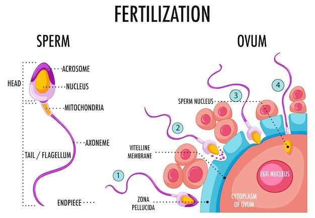Fertility blend and metformin